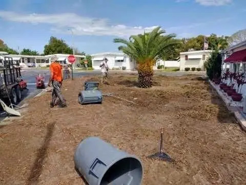 Sam I AM crew stripping and raking an old lawn around a palm in a Pinellas neighborhood