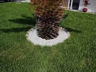 Leaf Removal