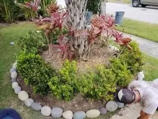 A planted bed around a palm trunk with red-leaved plants and low shrubs
